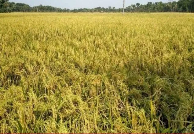 ধান উৎপাদন লক্ষ্যমাত্রা টপকালেও কৃষকের মুখে হাসি নেই 