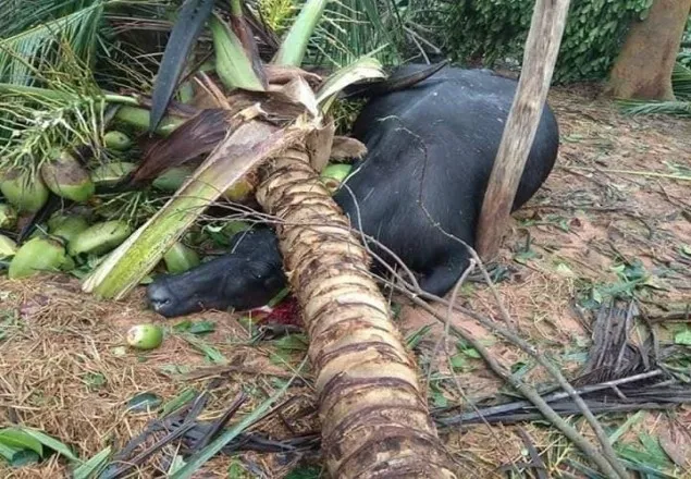 ফণীর আঘাতে বিধ্বস্ত ২১ হাজার ঘরবাড়ি