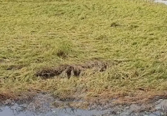 ফণীতে ৬৩ হাজার হেক্টর জমির ফসল ক্ষতিগ্রস্ত : কৃষিমন্ত্রী