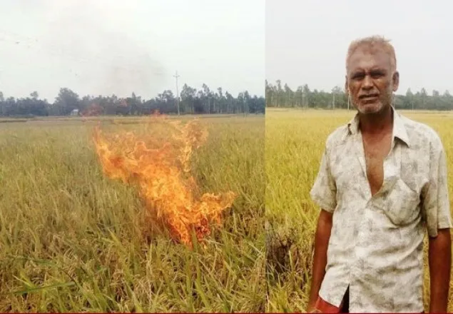 ধানক্ষেতে আগুন দিয়ে কৃষকের অভিনব প্রতিবাদ 