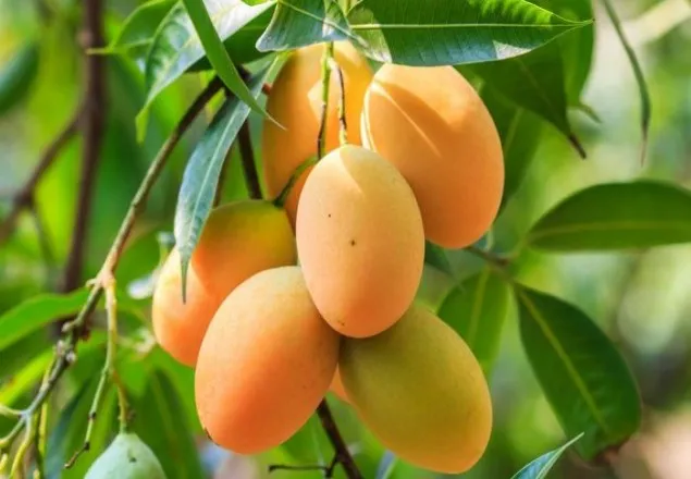 সাত ধাপে বাজারে আসবে রাজশাহীর আম