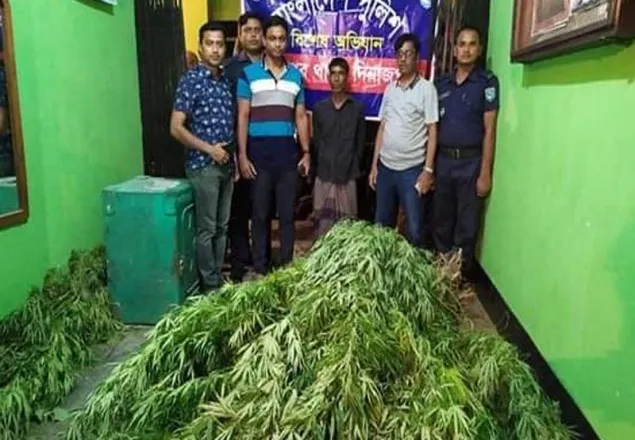 আম বাগানে গাজা চাষ!