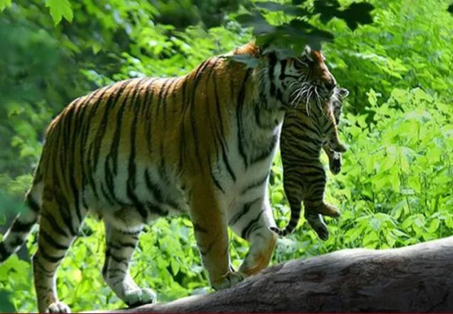 বাংলাদেশে বাঘের সংখ্যা বেড়েছে: জরিপ 