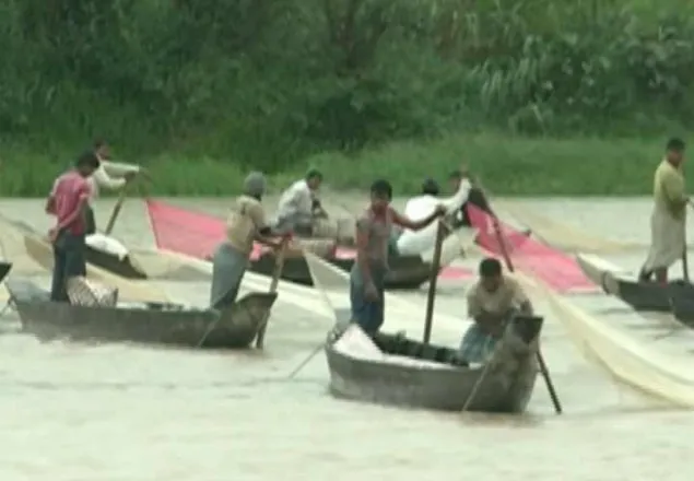 হালদায় ডিম ছেড়েছে মা মাছ