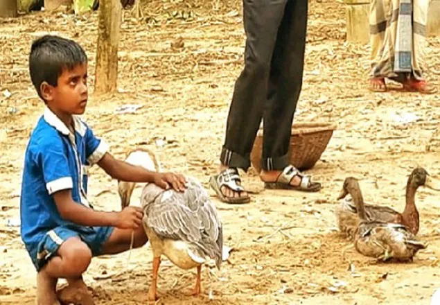 রাজহাঁস বিক্রয় ছাড়াই সেই মাসুদ পেলো ঈদের জামা