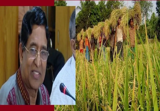  ধানের অস্বাভাবিক উৎপাদনে বাজারে দাম নেই: কৃষিমন্ত্রী