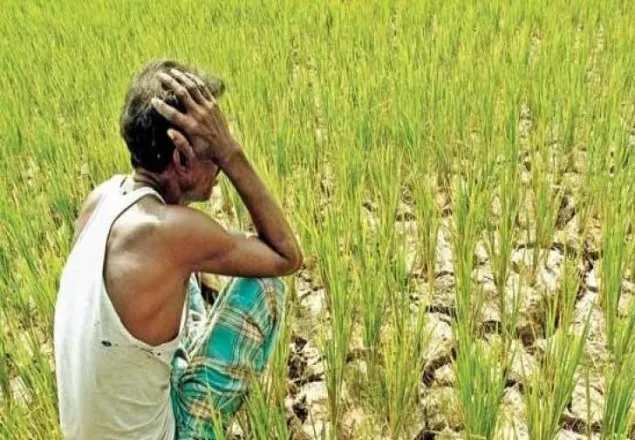 কৃষক বাঁচাতে চালু হচ্ছে 'শস্য বীমা'