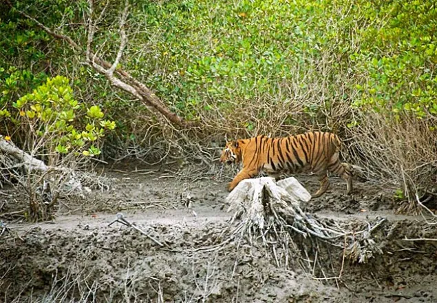 বিপন্ন বিশ্ব ঐতিহ্যের তালিকা থেকে বাদ সুন্দরবন