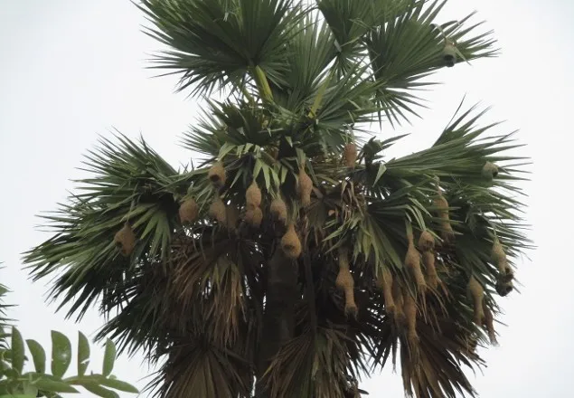 বাবুই পাখির কলরবে মুখরিত হরিপুর