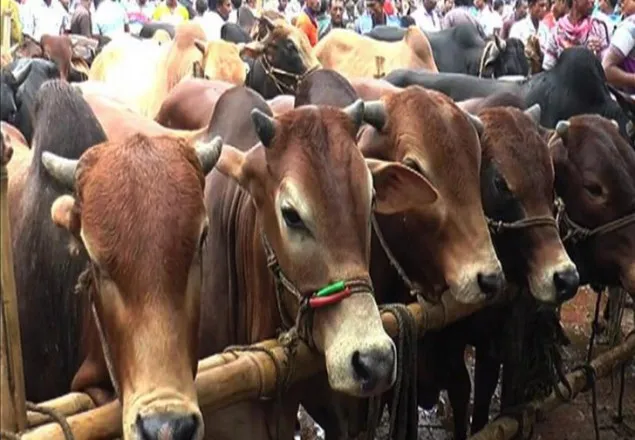 দেশে কোরবানিযোগ্য পশু আছে ১ কোটি ১৮ লাখ