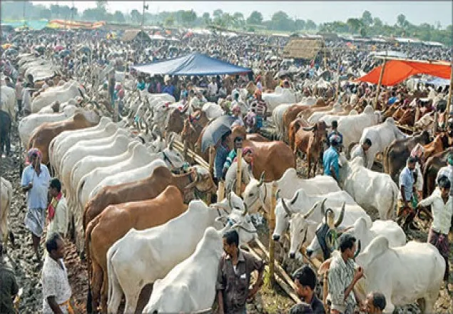রাজধানীতে বসছে ২৪টি পশুর হাট