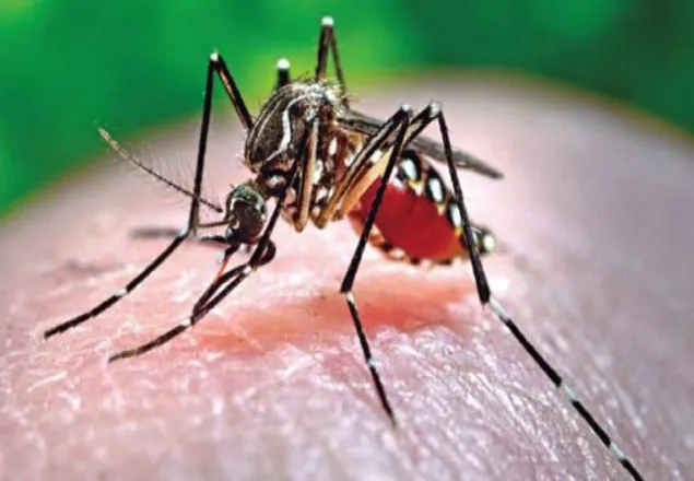 রেকর্ড পরিমাণ ডেঙ্গু আক্রান্ত রোগী হাসপাতালে