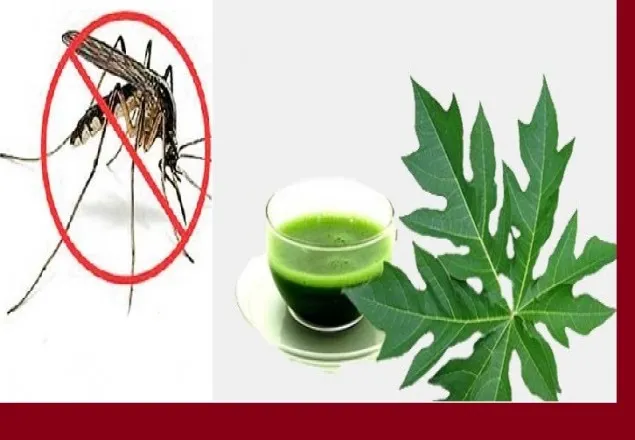 ডেঙ্গু প্রতিরোধে তৈরি করুন পেঁপে পাতার রস