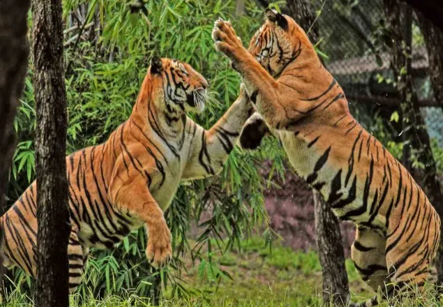 বিশ্ব বাঘ দিবস: ৩ বছরে বেড়েছে ৮টি