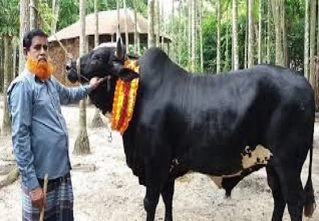 ঈদে বাজারে আসছে কালো পাহাড়, দাম ২০ লাখ