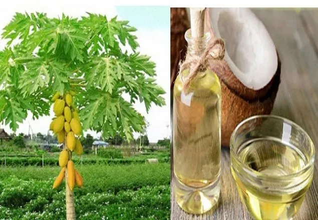 ডেঙ্গু নিরাময়ে পেঁপে পাতার রস, নারিকেল তেল?
