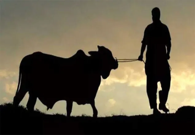 কোরবানি যাদের ওপর ওয়াজিব
