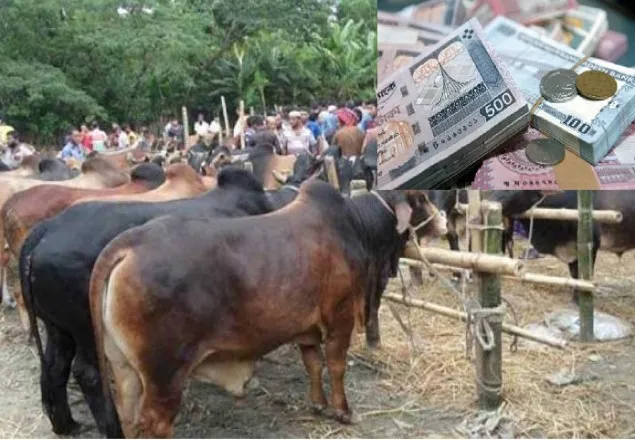 কোরবানী পশুর হাটে বসবে 'জাল নোট শনাক্তকরণ বুথ'