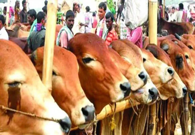 রাজধানীর ২৩ স্থানে বসবে কোরবানির পশুর হাট