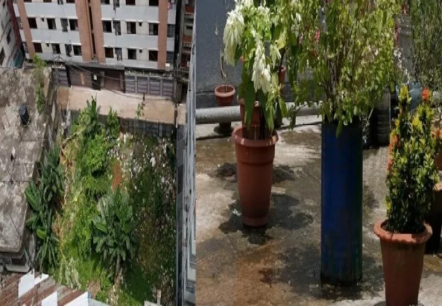 রাজধানীর কোথায় ডেঙ্গু মশার প্রজননস্থল?