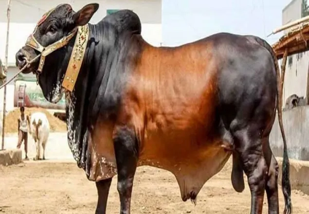 কৃত্রিম উপায়ে মোটাতাজা করা গরু চেনার উপায়