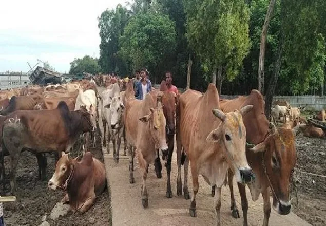 মিয়ানমার থেকে গবাদি পশু আমদানি নিষিদ্ধ ঘোষণা