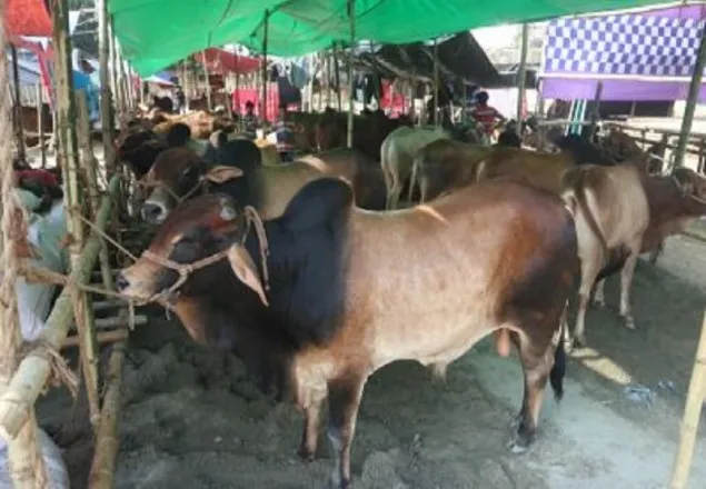 আজ থেকে ঢাকায় কোরবানির হাট শুরু