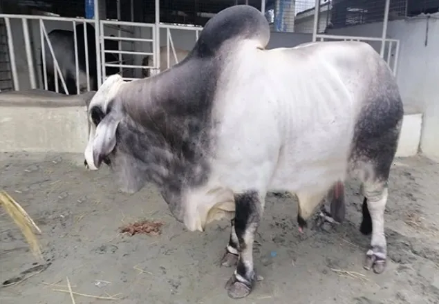 রেকর্ড দামে বিক্রি হলো ‘বস’