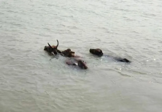 মেঘনার স্রোতে ভেসে গেছে ৫০০ মহিষ