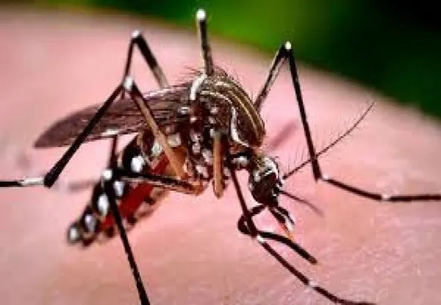 সারাদেশে ছাত্রলীগের ২৫০ নেতাকর্মী ডেঙ্গু জ্বরে আক্রান্ত