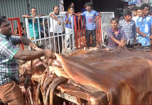পশুর চামড়া সংগ্রহে বাণিজ্য মন্ত্রণালয়ের ১১ পরামর্শ 