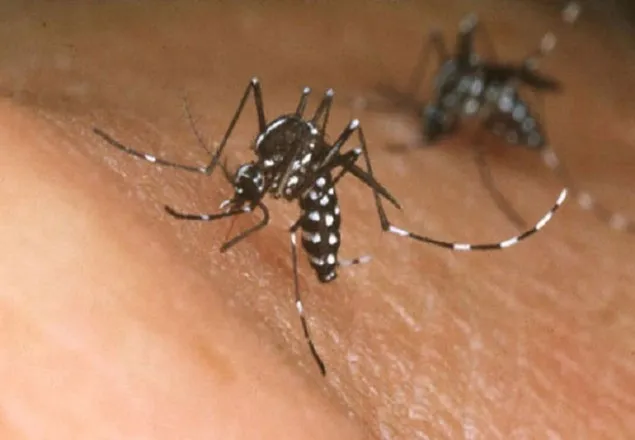 ডেঙ্গুতে আক্রান্ত আরও দুইজনের মৃত্যু