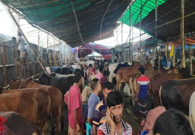 রাজধানীর পশুর হাটে ক্রেতা কম, নিম্নমুখী গরুর দাম