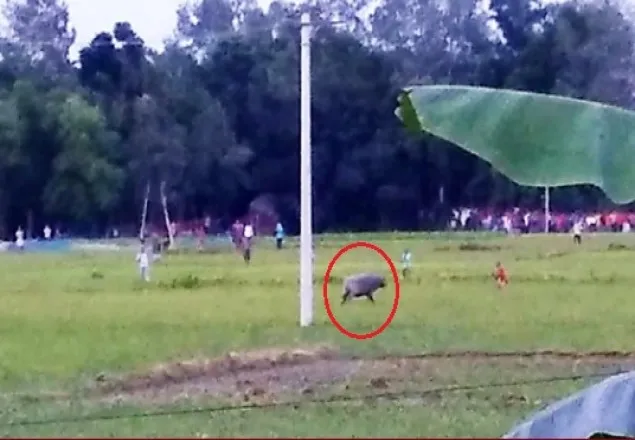 কোরবানির মহিষের গুঁতোয় আহত ১১, পুলিশের গুলি