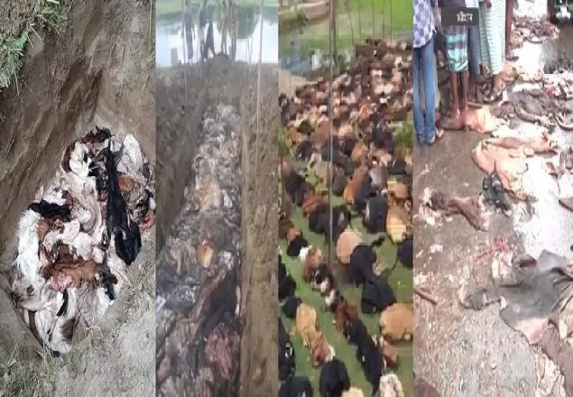 উপযুক্ত মূল্য না পেয়ে কোরবানির চামড়া পুঁতে ফেলছে মৌসুমী ব্যবসায়ীরা