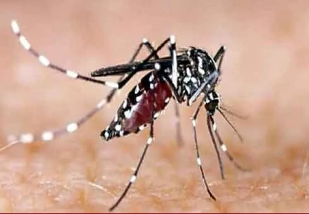 মাদারীপুরে ডেঙ্গুতে আরও ১ জনের মৃত্যু