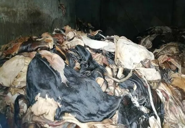 শনিবার থেকে নির্ধারিত দামেই চামড়া কিনবে ট্যানারিগুলো