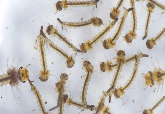 সিপিডি’র ভবনে এডিস মশার লার্ভা
