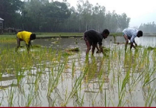 বন্যার ক্ষতি কাটিয়ে আবারও ঘুরে দাঁড়ানোর চেষ্টা