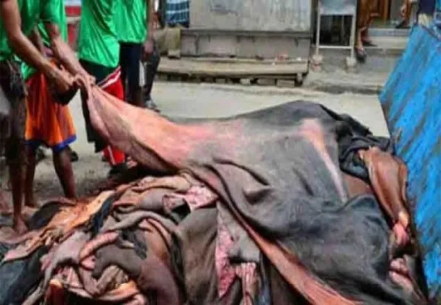 কাঁচা চামড়ার বকেয়া পরিশোধ হবে তিন ধাপে