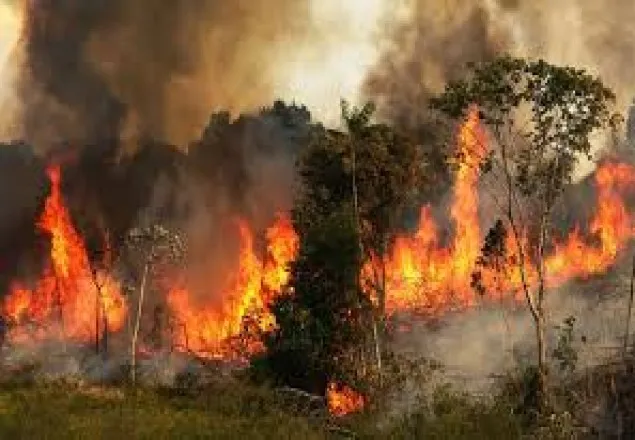 আমাজনের আগুন নিয়ন্ত্রণে সেনা পাঠাচ্ছে ব্রাজিল
