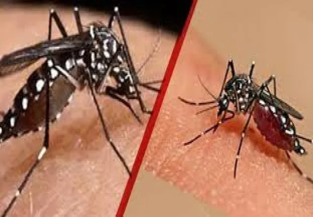 ৬৪ জেলায় ৬৫ হাজার ডেঙ্গু রোগীর সংখ্যা
