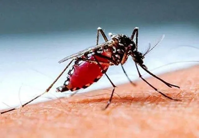 ডেঙ্গুতে মায়ের মৃত্যু, ছেলে হাসপাতালে