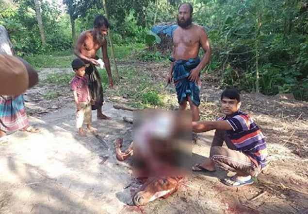 ঘোড়ার মাংস বিক্রি: স্কুলশিক্ষকসহ ৩ জনের জেল-জরিমানা