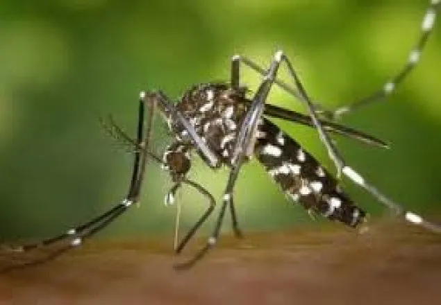 চট্টগ্রামে ডেঙ্গুতে একজনের মৃত্যু