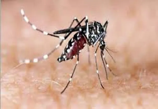 খুলনায় ডেঙ্গুতে আরও এক নারীর মৃত্যু