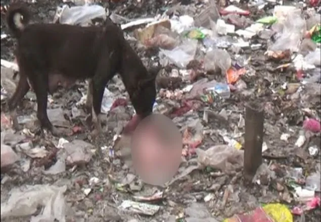 হায়রে মানবতা, কুকুরের মুখে নবজাতকের লাশ