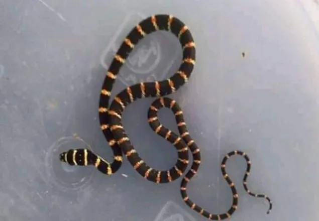 শ্রীমঙ্গলে কলার আড়তে বিষধর কালনাগিনী