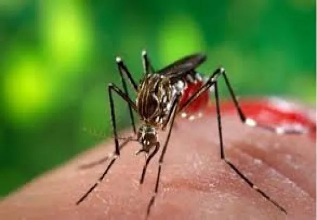 ডেঙ্গুতে তিন জেলায় ৩ জনের মৃত্যু