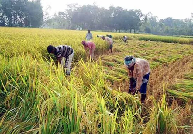 কৃষকের কাছ থেকে সরাসরি কেন ধান ক্রয় নয়: হাইকোর্ট